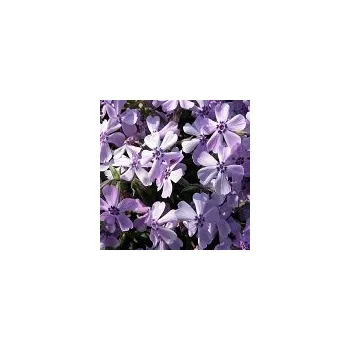 Sazenice Phlox subulata Benita