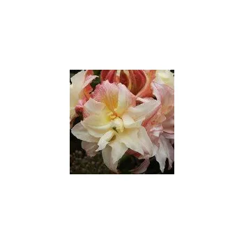 Sazenice Rhododendron Knap Hill Cannon´s Double 30/40 cm