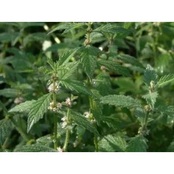 Karbinec - větvička 50g