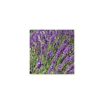 Sazenice Lavandula angustifolia Royal Blue