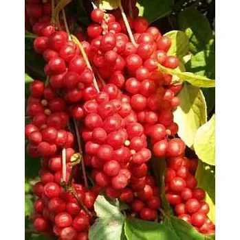 Sušené ovoce Schizandra china 50g - ovoce