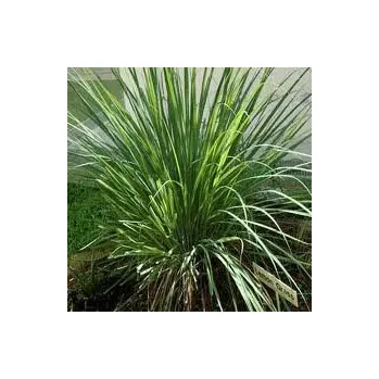 Čaj Citronová tráva /citronella grass/ 40g