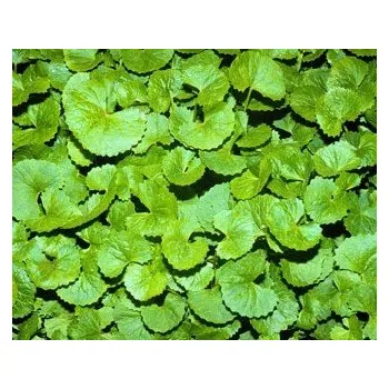 Čaj Gotu kola - Gotu kola - Bylinný čaj 30g