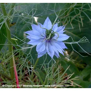 Ostružiny - semínka 50g