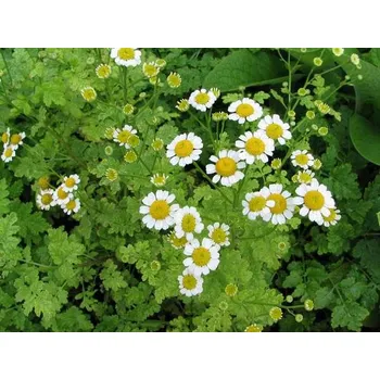 Koření Rimbaba - špenát 50g