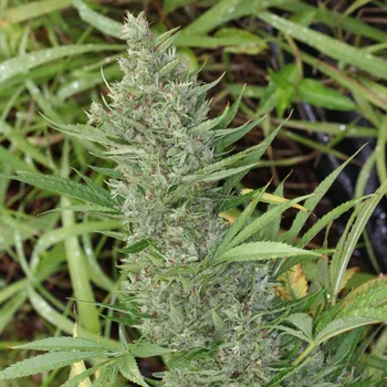 Semeno Ace Seeds - Orient Express 3 ks