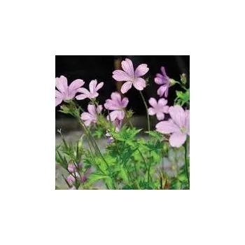 Sazenice Geranium oxonianum Rose Clair