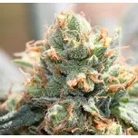 Ace Seeds - HashTonic CBD 5 ks