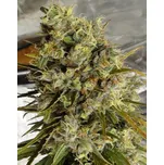 Ace Seeds - C5 Haze x Kali China 5 ks