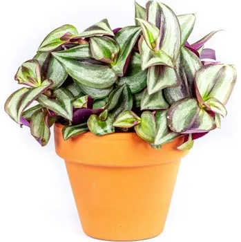 Gardners Tradescantia zebrina, průměr 6-7,5 cm Podeňka, voděnka