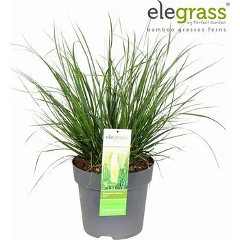 umělá květina Pampová tráva Evita