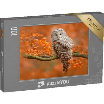 Puzzle puzzle 100 dílků „Podzimní fotografie se sovou uralskou, sedící na větvi v dubovém lese, Norsko“