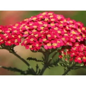 Sazenice Řebříček obecný 'Milly Rock Red' - Achillea millefolium 'Milly Rock Red' Balení: kontejner p15