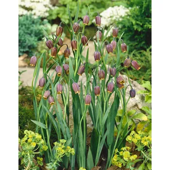 Semeno Řebčík 'Uva Vulpis' 10 ks