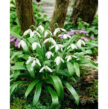 Semeno Sněženka 'Woronova' 5 ks