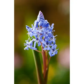 Semeno Ladoňka 'Bifolia' 10 ks