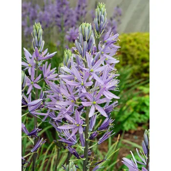 Semeno Ladoník 'Quamash' 10 ks