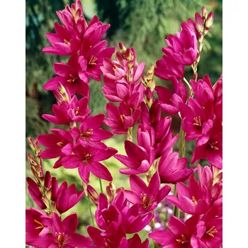 Semeno Duhovnice 'Mabel' 10 ks