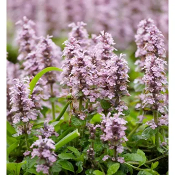 Sazenice Zběhovec plazivý 'ROSEA' kont. 0,5 l