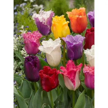 Semeno Mix třepenitých tulipánů 30 ks Velikost hlíz: 12+