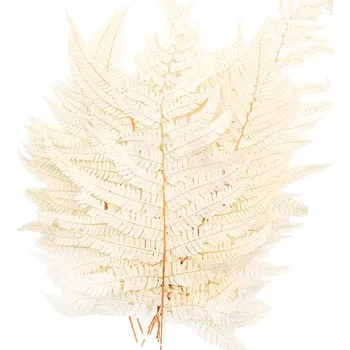 mech-mech.cz Stabilizovaná kapradina - Pergamenová kapradina - bělená