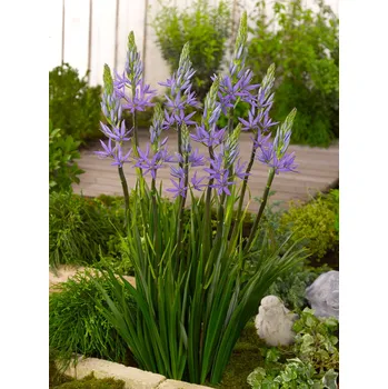 Semeno Ladoník 'Caerulea' 1 ks