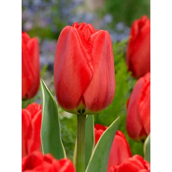 Semeno Tulipán 'Parade' 5 ks