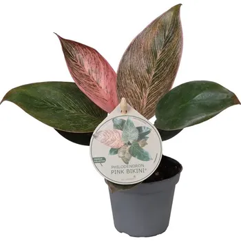 Gardners Philodendron Pink Bikini, průměr 6 cm Filodendron