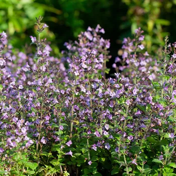Sazenice levandule-online.cz Marulka lékařská - Calamintha nepeta Marvelette Blue 9 cm