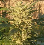 Ace Seeds - Creeper Gouge regular 10 ks