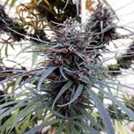 Ace Seeds - Purple Haze x Malawi regular 10ks