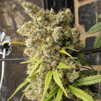 Semeno Ace Seeds - Super Malawi Haze 1 ks