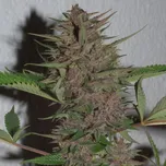 Ace Seeds - Pakistan Chitral Kush regular 10 ks