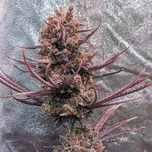 Ace Seeds - Panama Haze 5 ks