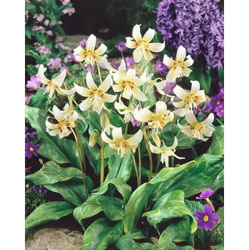 Semeno Kandík 'White Beauty' 3 ks