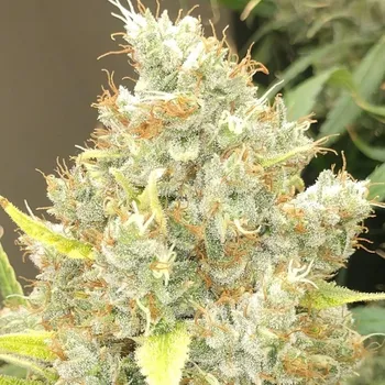 Semeno Ace Seeds - Malawi x Panama 5 ks