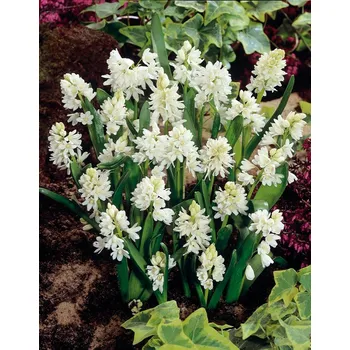 Semeno Puškinie 'Libanotica Alba' 10 ks