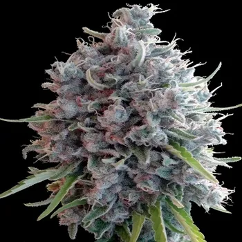 Semeno Ace Seeds - Killer A5 Haze 3 ks
