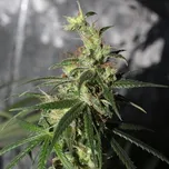 Ace Seeds - Thai A5 Haze 5 ks
