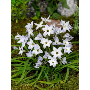 Semeno Ifeion 'Wisley Blue' 10 ks