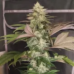 Ace Seeds - Erdpurt x PCK regular 10 ks