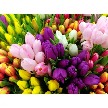 Semeno Mix tulipánů 30 ks Velikost hlíz: 10/11