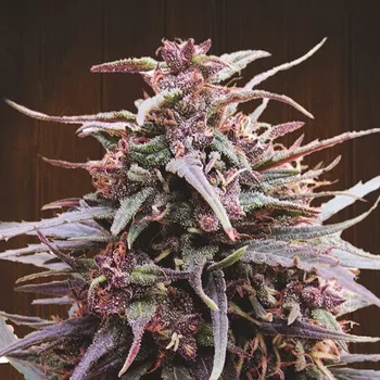Semeno Ace Seeds - Purple Haze x Malawi 1 ks