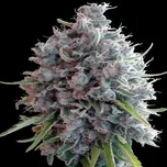 Ace Seeds - Killer A5 Haze 5 ks
