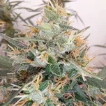 Ace Seeds - Panama A5 Haze 5 ks