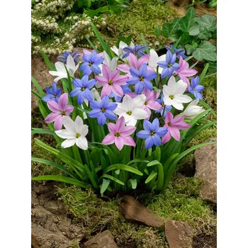 Semeno Mix ifeiónů 30 ks