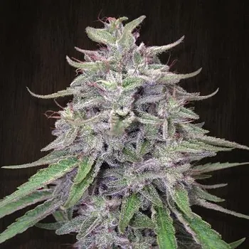 Semeno Ace Seeds - Bangi Haze regular 10 ks