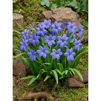 Semeno Ifeion 'Jessie' 10 ks