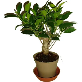 Sazenice Ficus retusa - fíkovník - bonsai 302