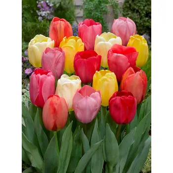 Semeno Mix darwinových tulipánů 30 ks Velikost hlíz: 12+